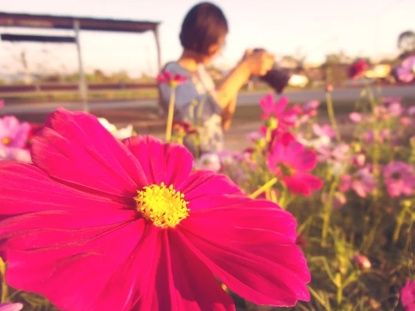 Woman taking photo in field of cosmos flowers — Stock Photo, Image