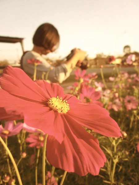 Mujer tomando fotos en el campo de las flores del cosmos —  Fotos de Stock