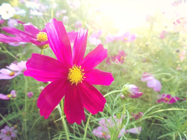 Campo de flores cosmos rosa — Fotografia de Stock