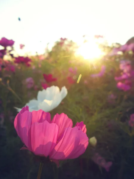 Pole růžové Kosmos květin — Stock fotografie