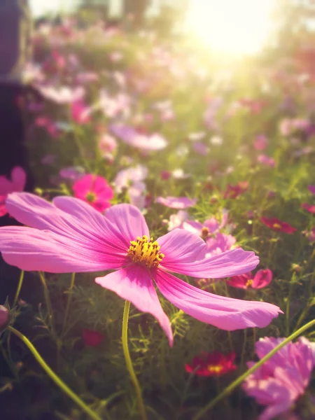 Pole kwiatów różowa kosmea — Zdjęcie stockowe