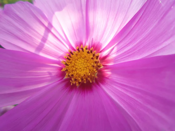Rózsaszín kozmosz virág — Stock Fotó