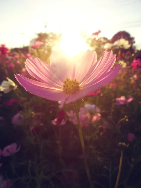 Pembe cosmos çiçek alan — Stok fotoğraf