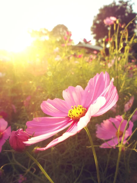 Fält av blommor för rosa kosmos — Stockfoto