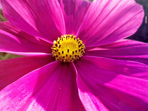 Květ růžový Kosmos — Stock fotografie