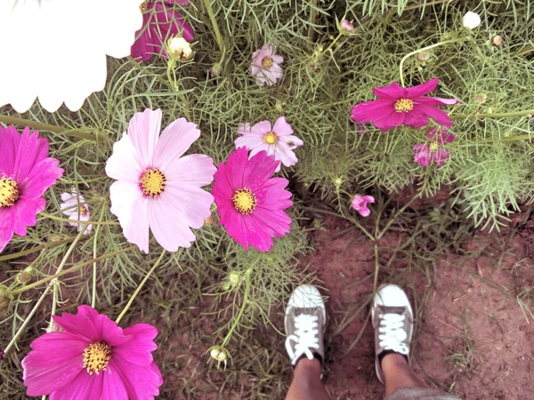 领域的粉红色宇宙花与运动鞋 — 图库照片