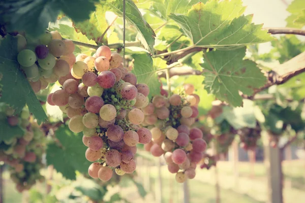 Grapes in vineyard — Stock Photo, Image