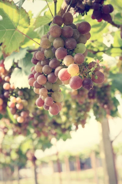 Grapes in vineyard — Stock Photo, Image