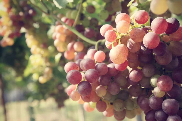 Anggur di kebun anggur — Stok Foto