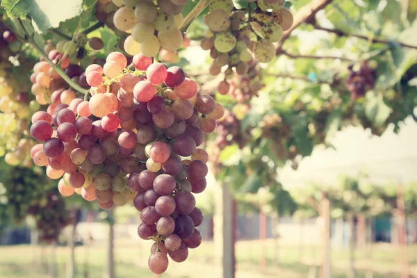 Grapes in vineyard — Stock Photo, Image