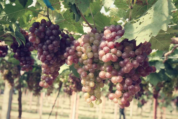 Grapes in vineyard — Stock Photo, Image
