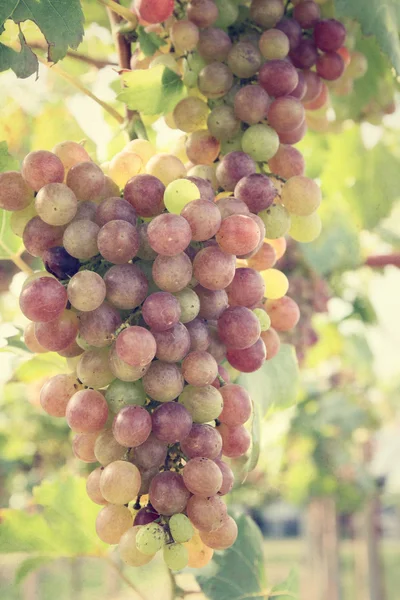Uvas en viñedo — Foto de Stock