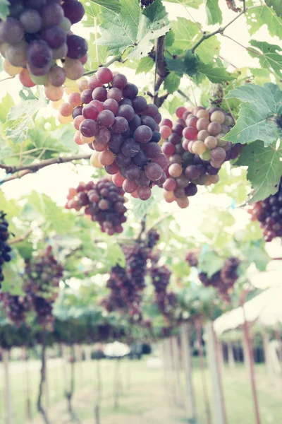 Grapes in vineyard — Stock Photo, Image