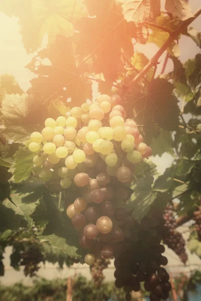 Uvas en viñedo —  Fotos de Stock
