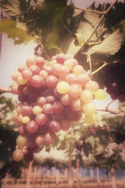 Druiven in wijngaard — Stockfoto