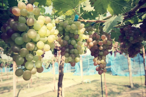 Grapes in vineyard — Stock Photo, Image