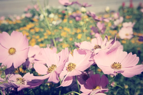 Campo de flores cosmos rosados —  Fotos de Stock