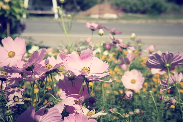 Feld aus rosa Kosmos-Blumen — Stockfoto