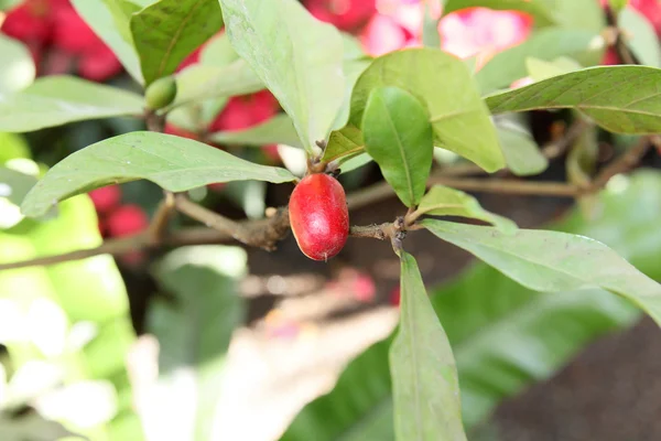 Milagre árvore frutífera — Fotografia de Stock