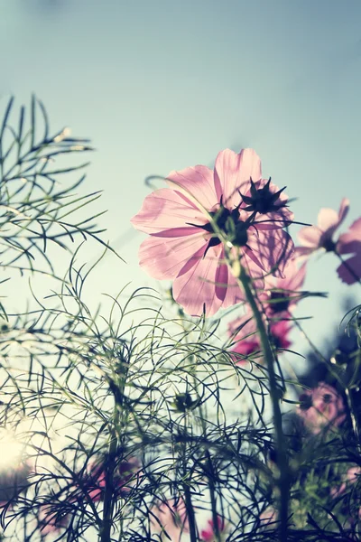 Pembe cosmos çiçek alan — Stok fotoğraf