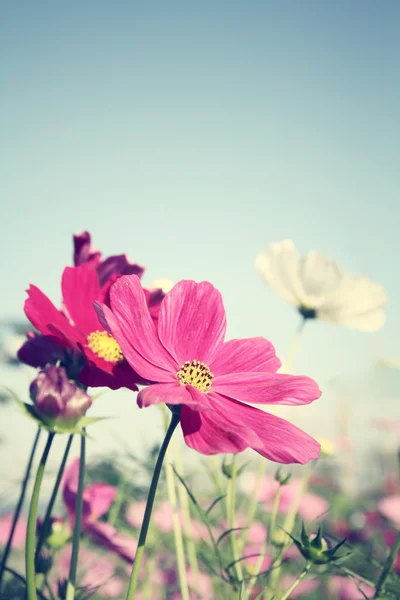 Pembe cosmos çiçek alan — Stok fotoğraf