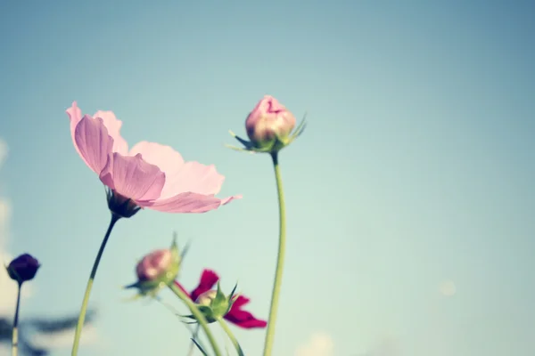 Campo de flores cosmos rosados —  Fotos de Stock