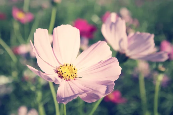 Területén virágok rózsaszín cosmos — Stock Fotó