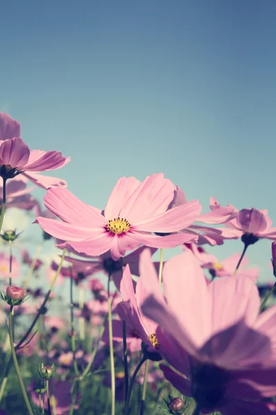 Pembe cosmos çiçek alan — Stok fotoğraf