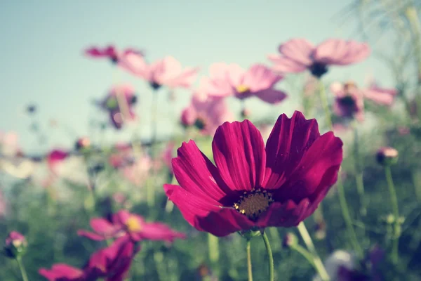 Field of pink cosmos flowers — Stock Photo, Image