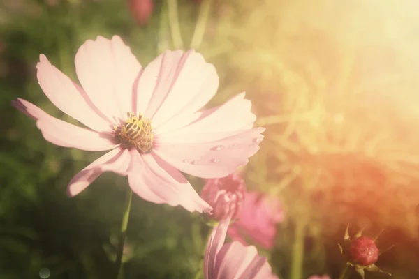 Gebied van roze kosmos bloemen met bee — Stockfoto