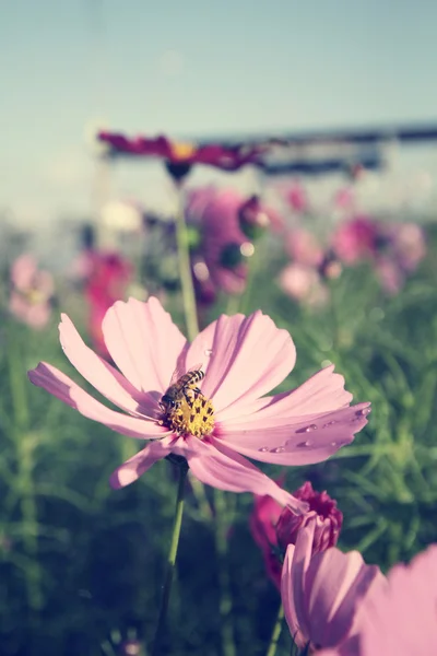 Поле розовых цветов космоса с пчелой — стоковое фото