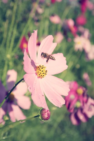 Campo de flores cosmos com abelha — Fotografia de Stock