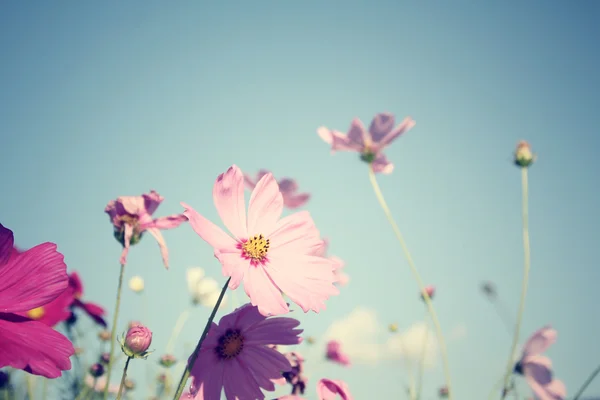Pembe cosmos çiçek alan — Stok fotoğraf