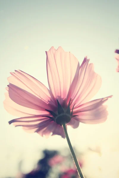 Pembe cosmos çiçek alan — Stok fotoğraf