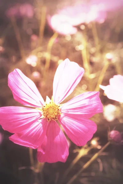 Területén virágok rózsaszín cosmos — Stock Fotó