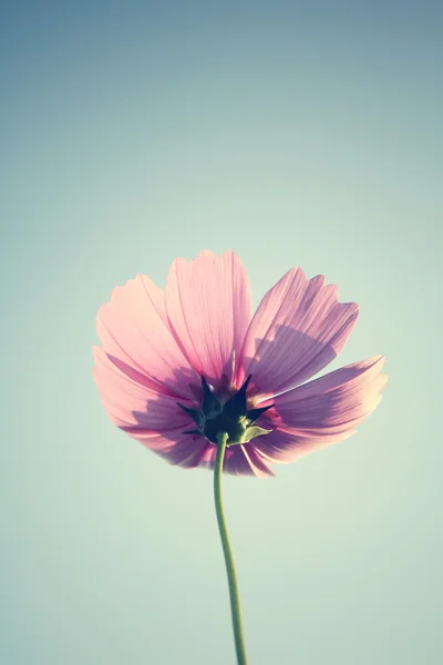 Cosmos rosados flores —  Fotos de Stock