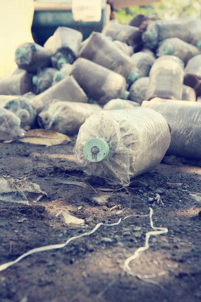 Exploração de cogumelos . — Fotografia de Stock