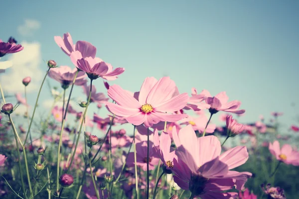 Pembe cosmos çiçek alan — Stok fotoğraf