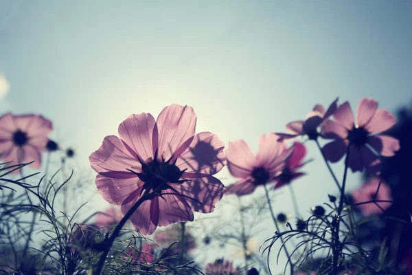 Pembe cosmos çiçek alan — Stok fotoğraf