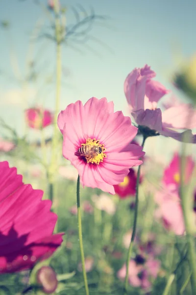 Field of cosmos flowers with bee — Stock Photo, Image