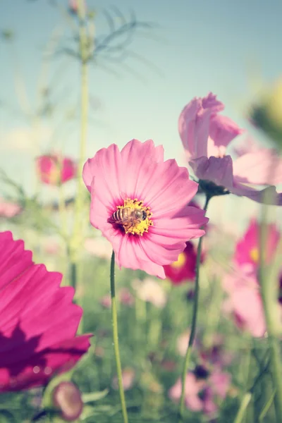 Fält av kosmos blommor med bee — Stockfoto