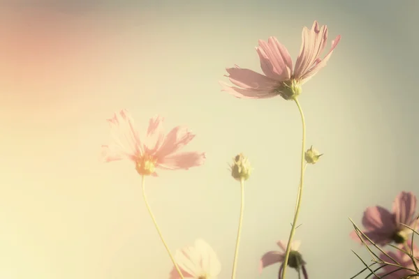 Campo di fiori di cosmo rosa — Foto Stock