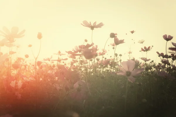 Gebied van roze kosmos bloemen — Stockfoto