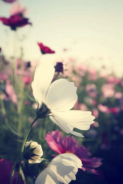Pole růžové Kosmos květin — Stock fotografie