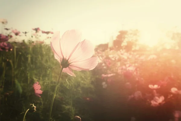 Campo de flores cosmos rosados — Foto de Stock