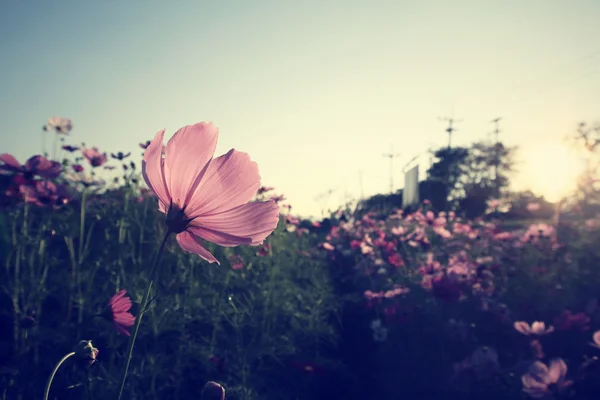 Pembe cosmos çiçek alan — Stok fotoğraf