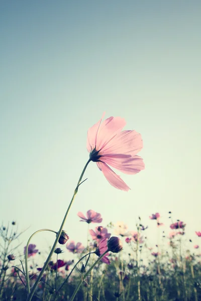 Pembe cosmos çiçek alan — Stok fotoğraf