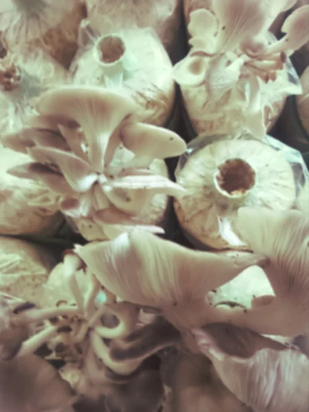 Blurred of mushroom farm. — Stock Photo, Image