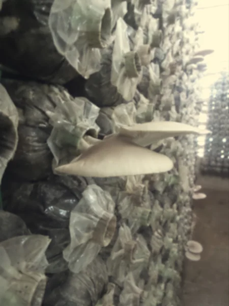 Размытость ganoderma lucidum - ling zhi mushroom . — стоковое фото