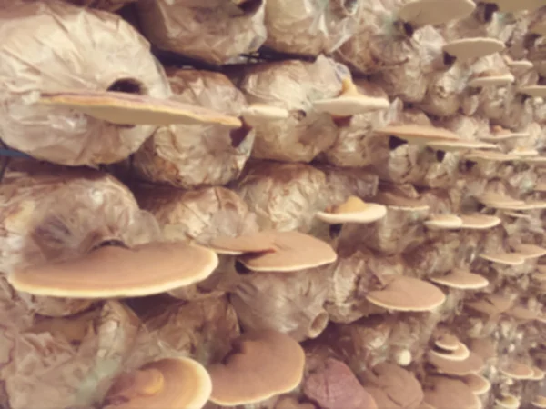 Rozmazané z Ganodermy lucidum - ling zhi houby. — Stock fotografie